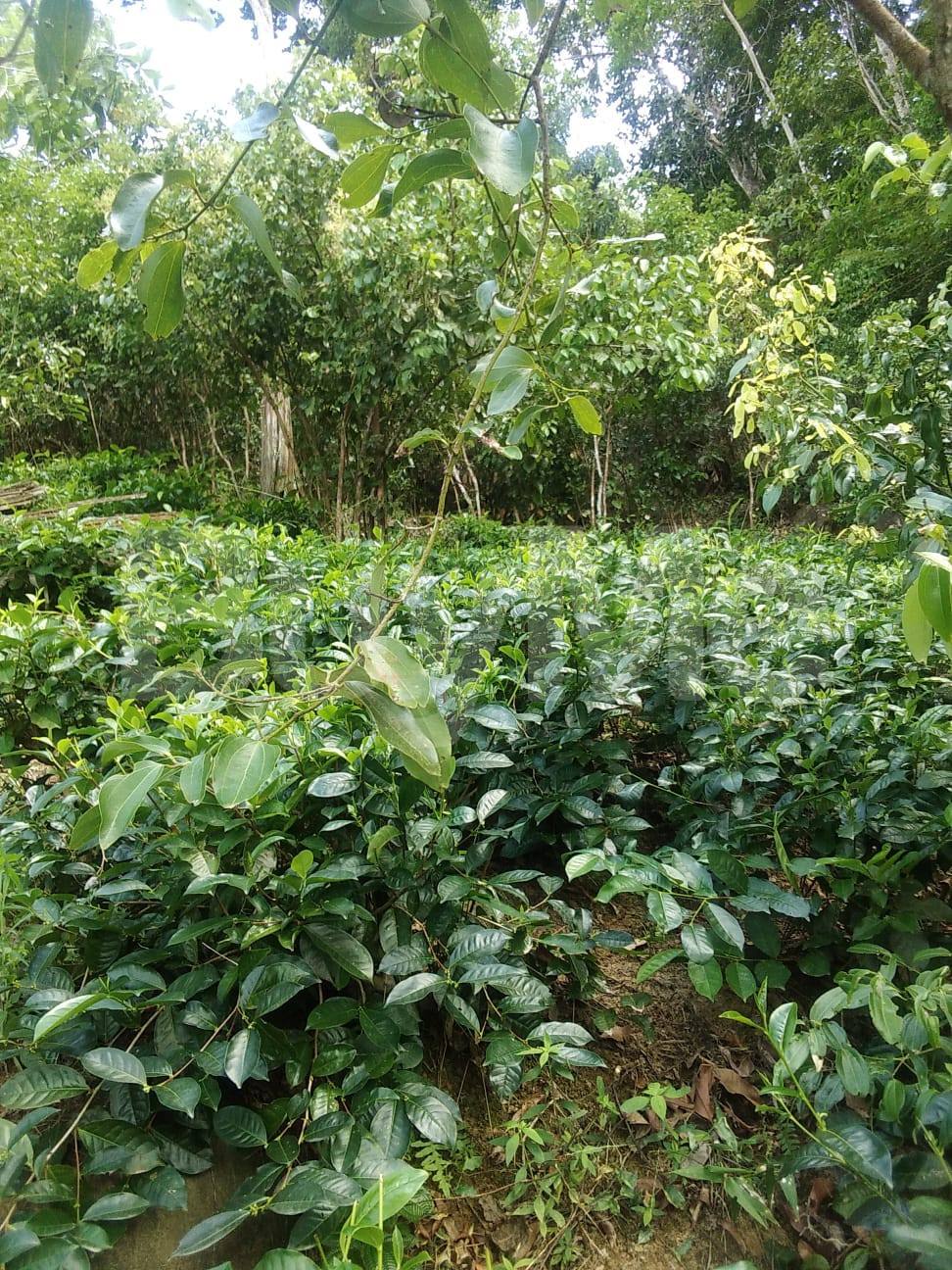2 ACRES CULTIVATION & VALUABLE LAND FOR SALE IN GALLE YAKKALAMULLA