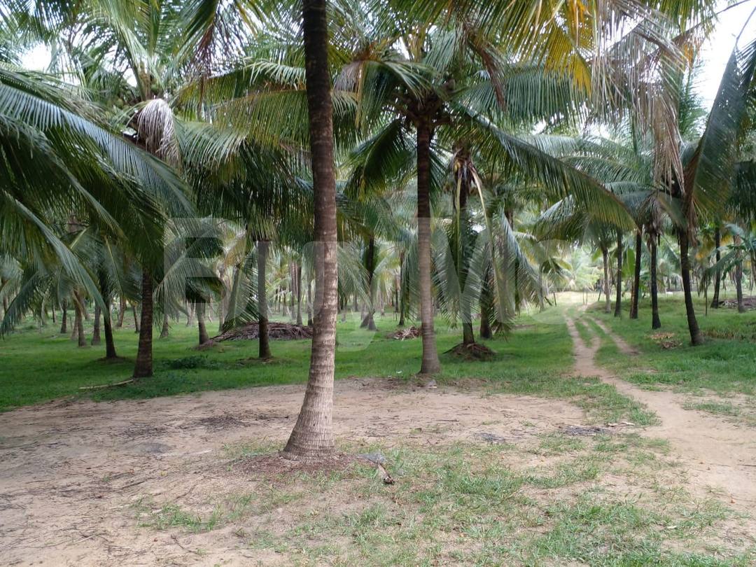 කුරුණෑගලින් අක්කර 16ක ආදායම් ලබන පොල් ඉඩමක් (බංගලාවක් හා මුරගෙයක් සමග)