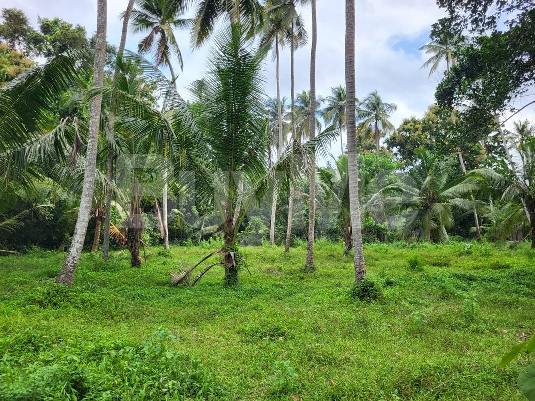 LAND FOR SALE IN ANDIAMBALAMA, KATUNAYAKE