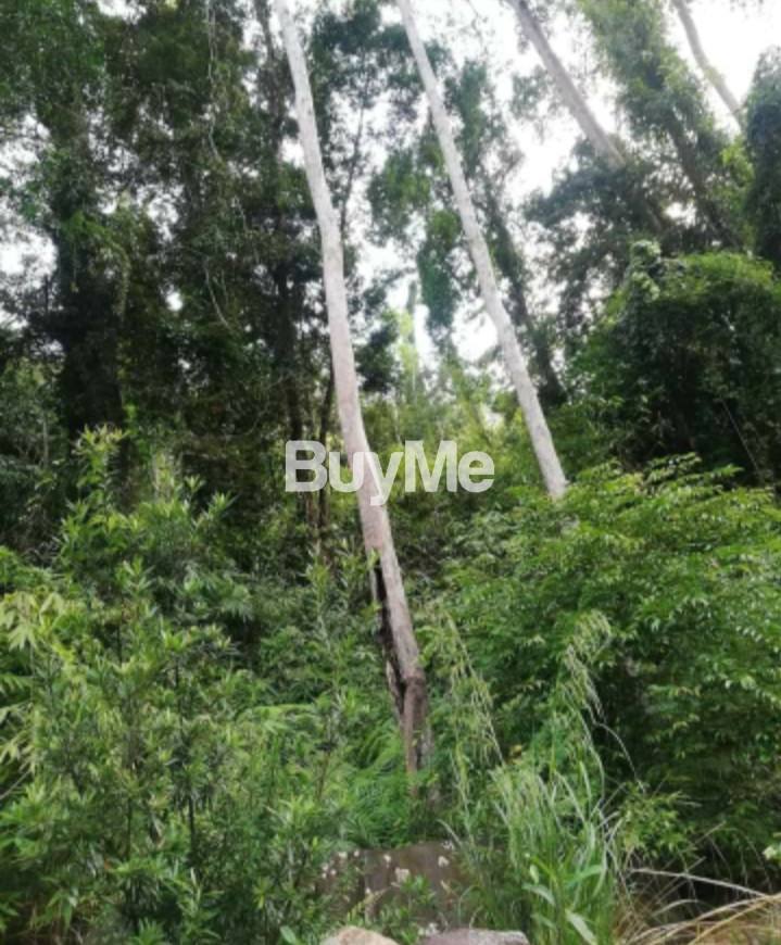 NATURE LAND FOR SALE IN RATNAPURA KALAWANA AYAGAMA