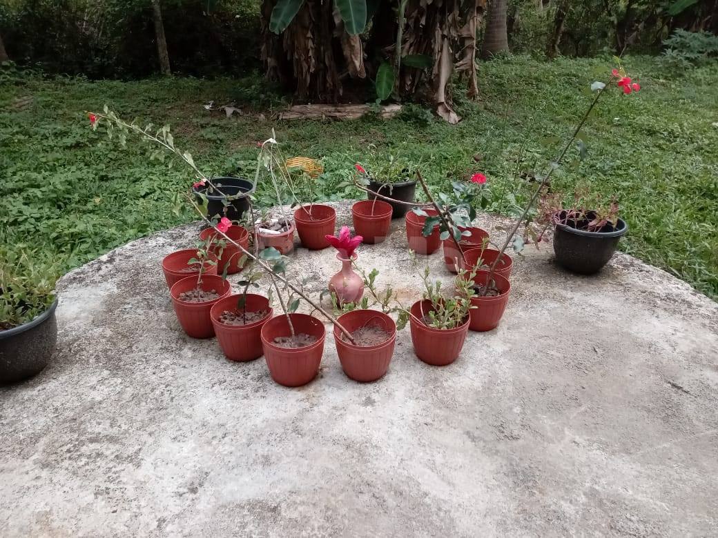 FLOWER PLANTS