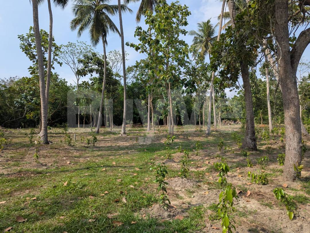TANGALLE , MARAKOLLIYA, LAND WITH COCONUT, CINNAMON TREES