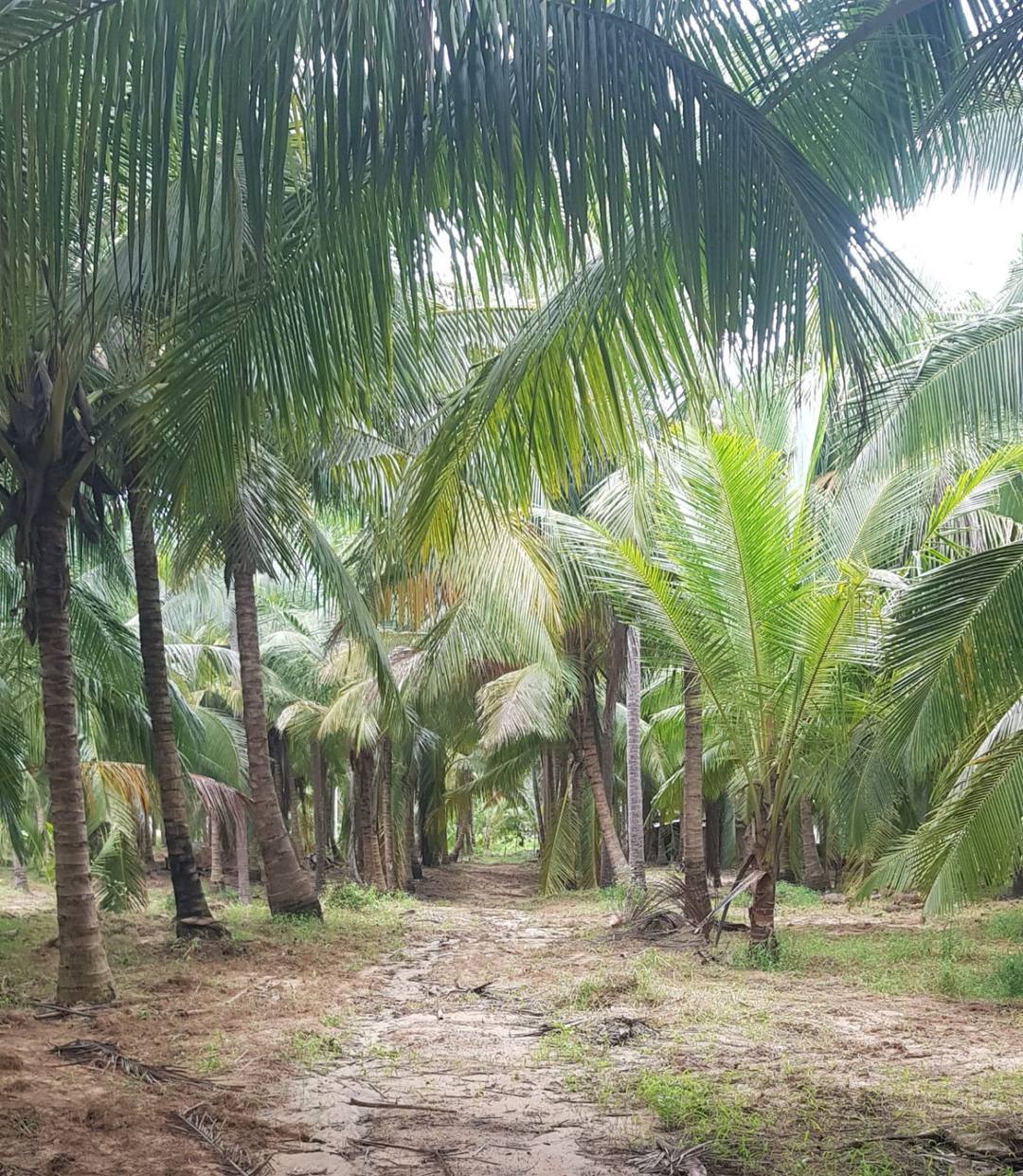 LAND FOR SALE IN PUTTALAM TOWN