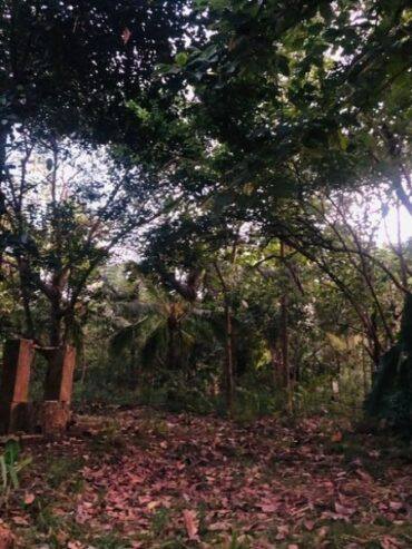LAND FOR SALE TALAWA ANURADHAPURA