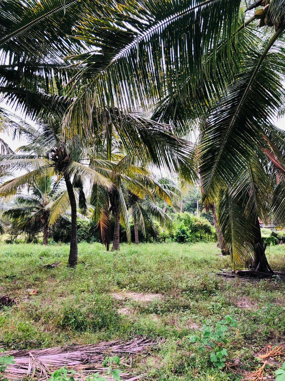 VALUABLE LAND FOR SALE IN MAMPURI, PUTTALAM (KALPITIYA ROAD)