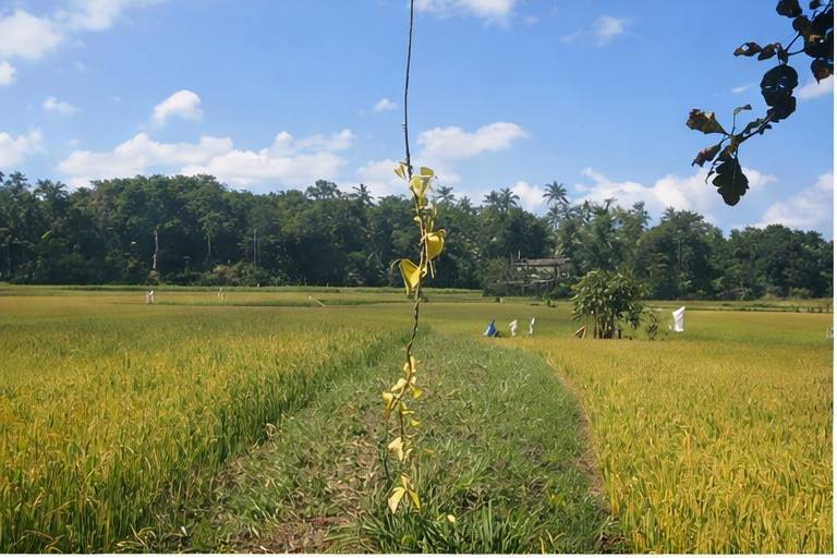 LAND FOR SALE IN KURIYAMPOLA ROAD, POTHUHERA