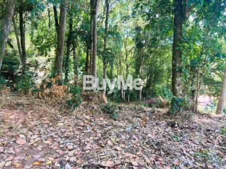 නෙලුන්දෙනිය අවටින් වටිනා ඉඩමක්