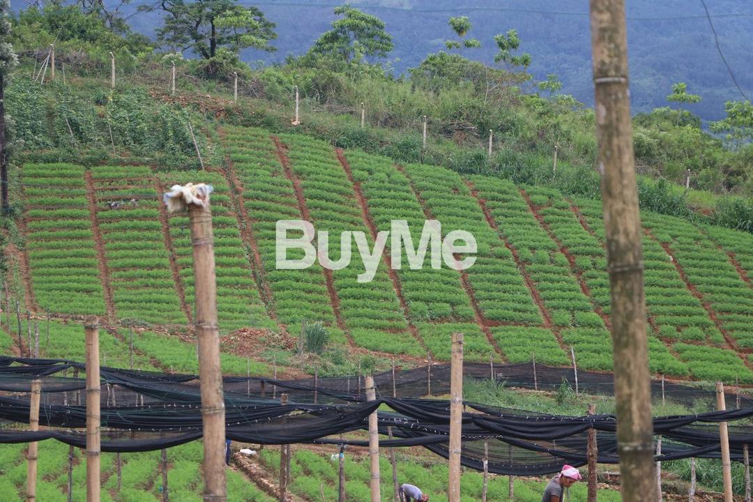AGRICULTURAL LAND PLOTS FOR SALE IN NAWALAPITIYA, GAMPALA, ATABAGE (AS MONTHLY PAYMENT)