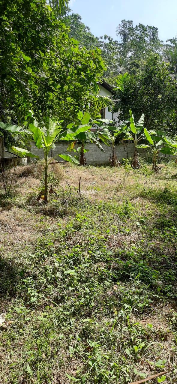 VALUABLE (CAN EARN EXTRA INCOME ) LAND FOR SALE AT WATHUPITIWALA, GAMPAHA