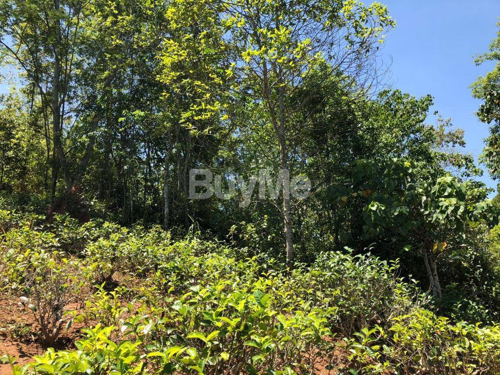 80 PERCHES LAND FOR IMMEDIATE SALE