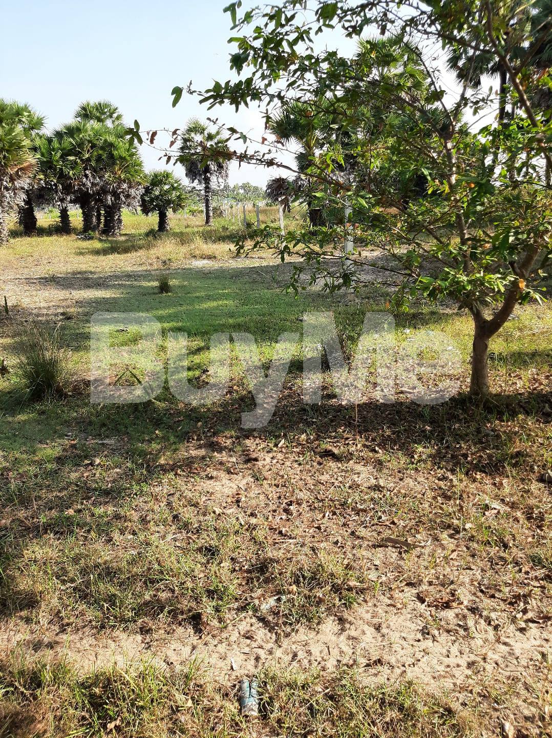 VALUABLE HUGE LAND FOR SALE IN JAFFNA NAAVATKUZHI
