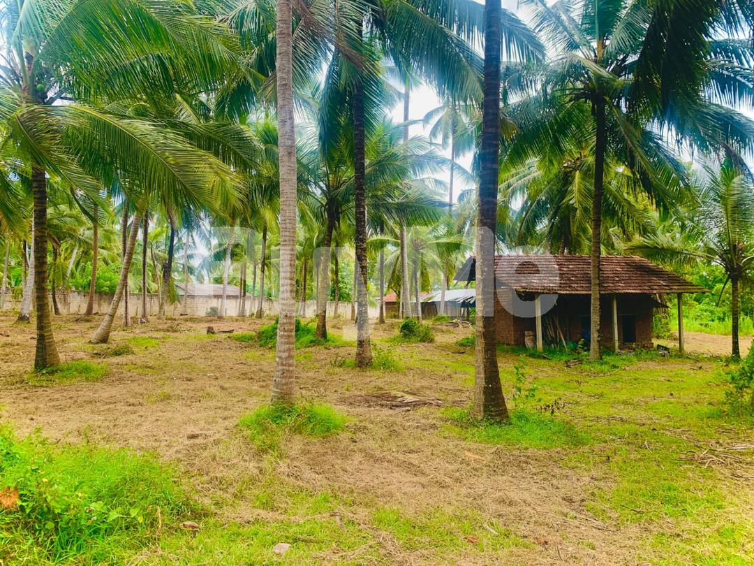 හලාවත කුරුණෑගල ප්‍රධාන පාරට සමීපයෙන් අක්කරයක පොල් ඉඩමක් විකිණීමට ඇත