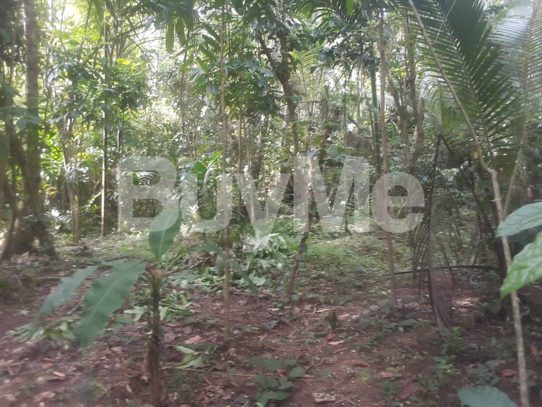 VALUABLE HUGE LAND FOR SALE IN RAMBUKKANA