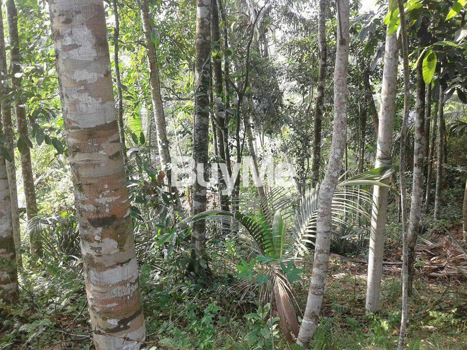 LAND FOR SALE IN KOTIKAWATHTHA, KOHILAWATHTHA